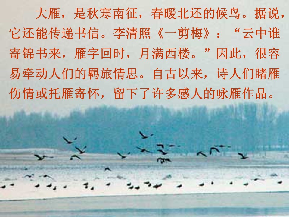 鲁教版燕归来ppt模板