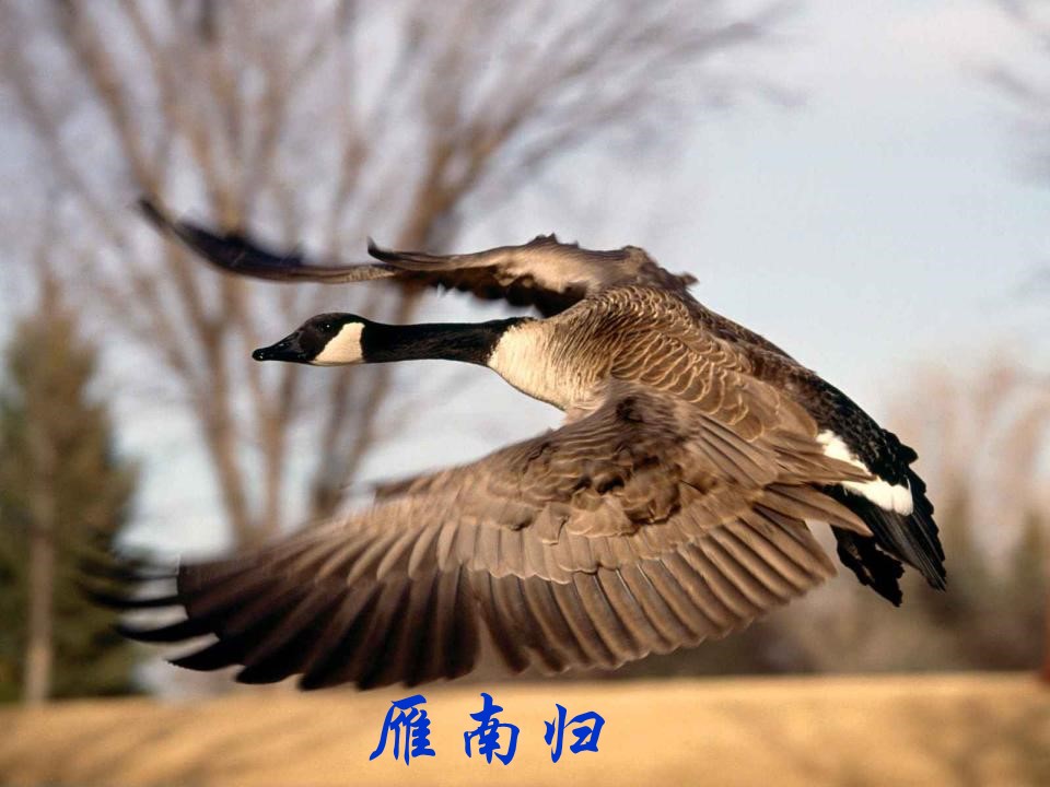 鲁教版燕归来ppt模板