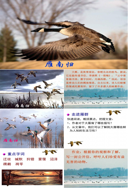 鲁教版燕归来ppt模板