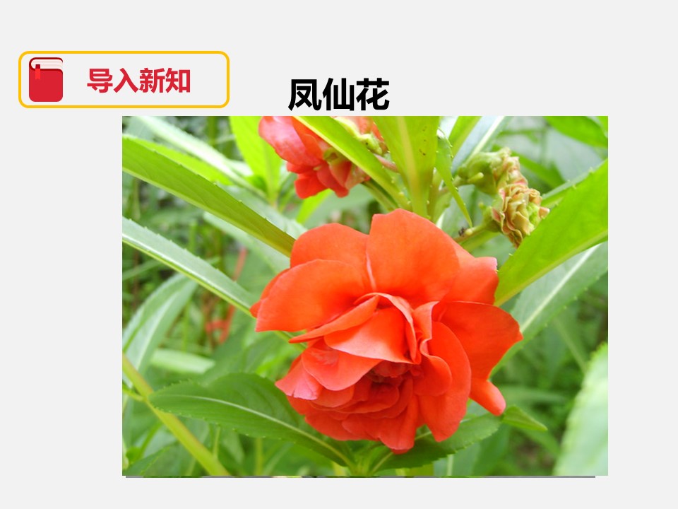 种植我们的植物ppy课件模板
