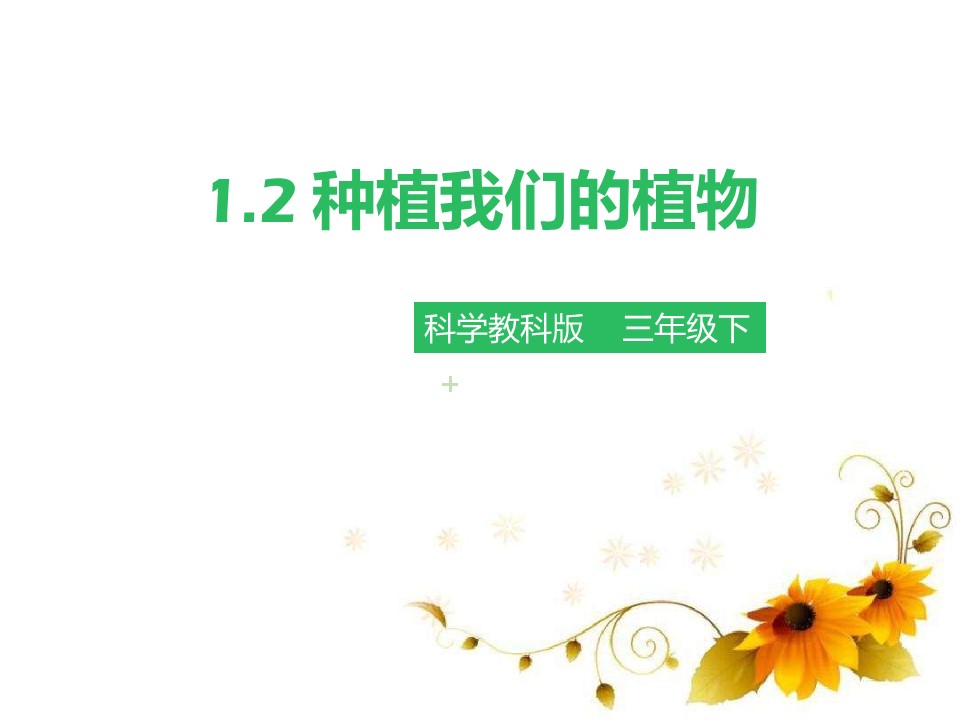 种植我们的植物ppy课件模板