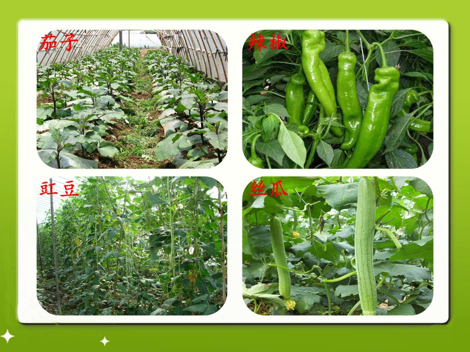 大棚蔬菜课件ppt模板