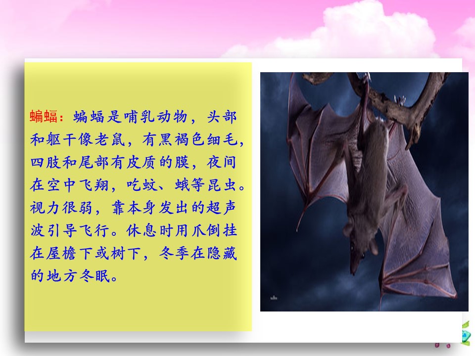 蝙蝠和雷达课件ppt模板