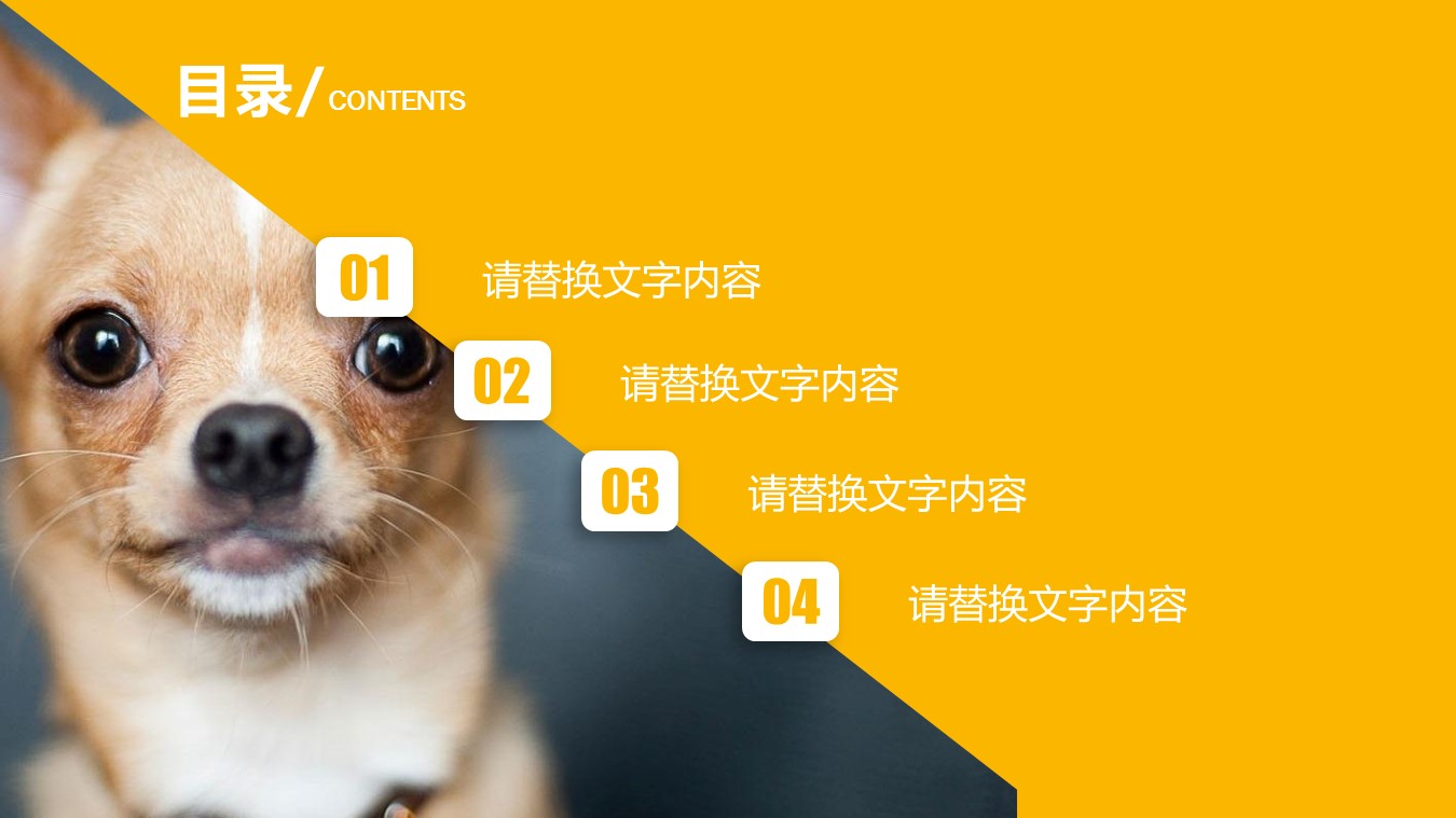 宠物护理ppt模板