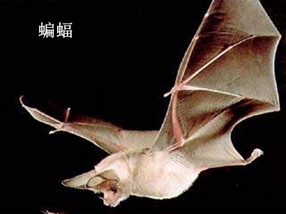 生物的特征ppt课件模板
