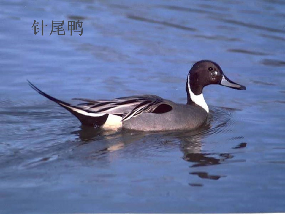 生物的特征ppt课件模板