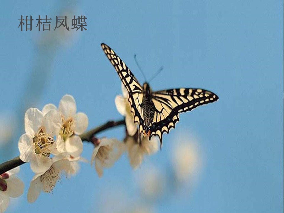 生物的特征ppt课件模板