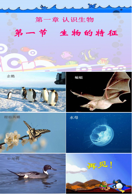 生物的特征ppt课件模板