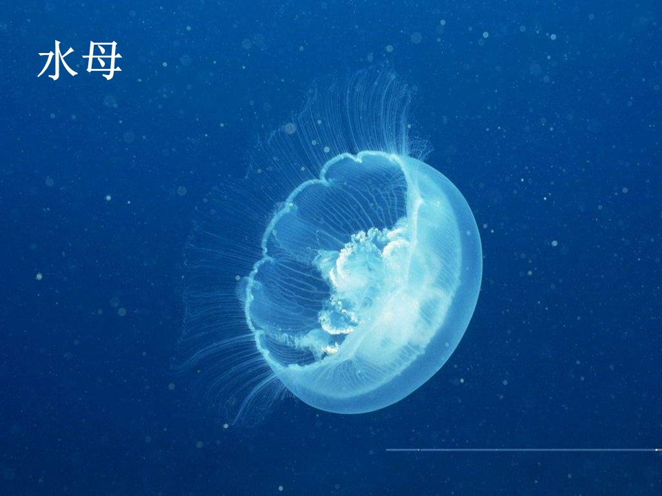 生物的特征ppt课件模板