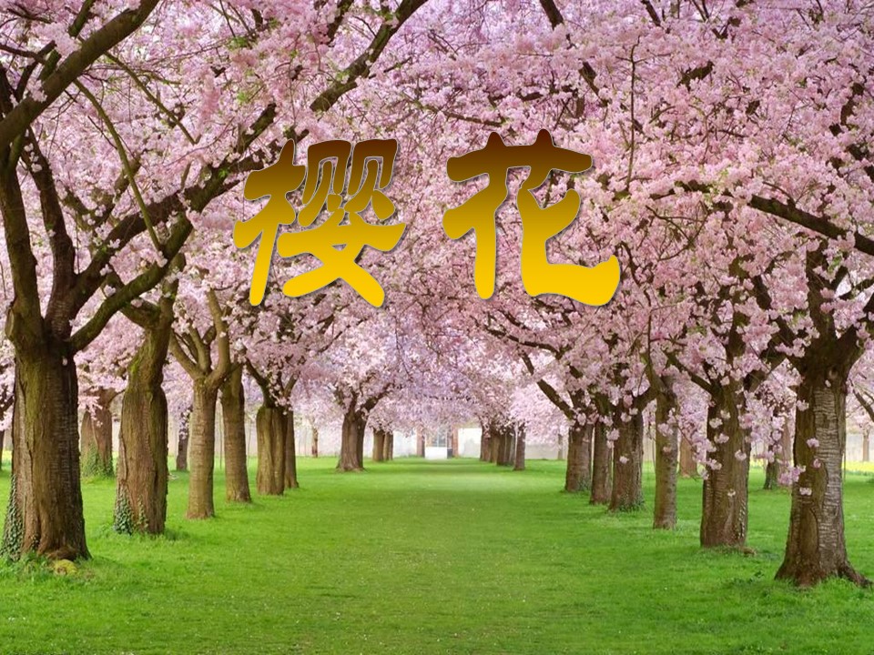 樱花花语ppt模板