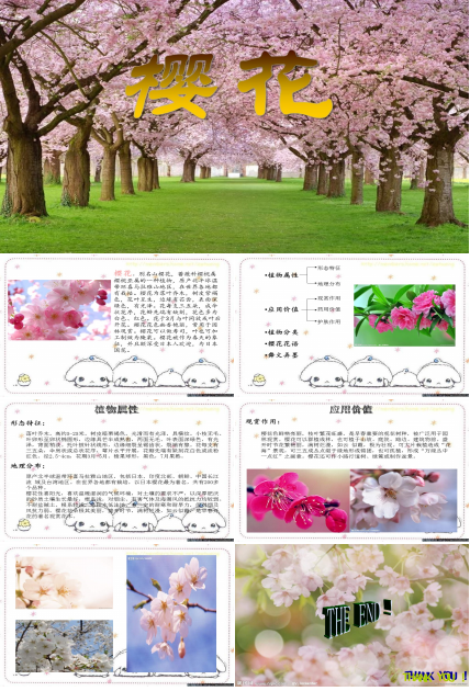樱花花语ppt模板