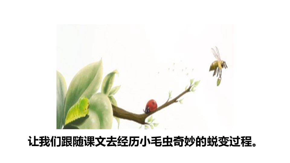 小毛虫ppt模板