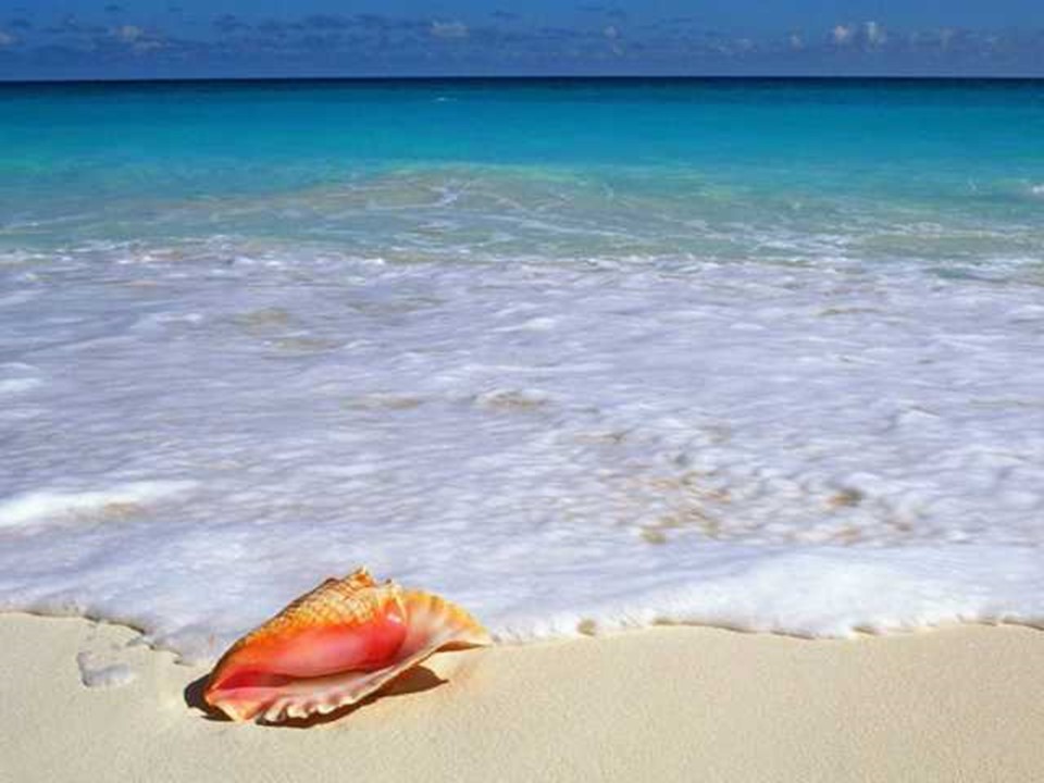 浅水洼里的小鱼课件ppt模板