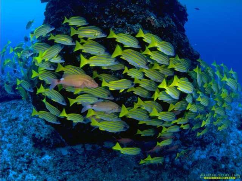 浅水洼里的小鱼课件ppt模板