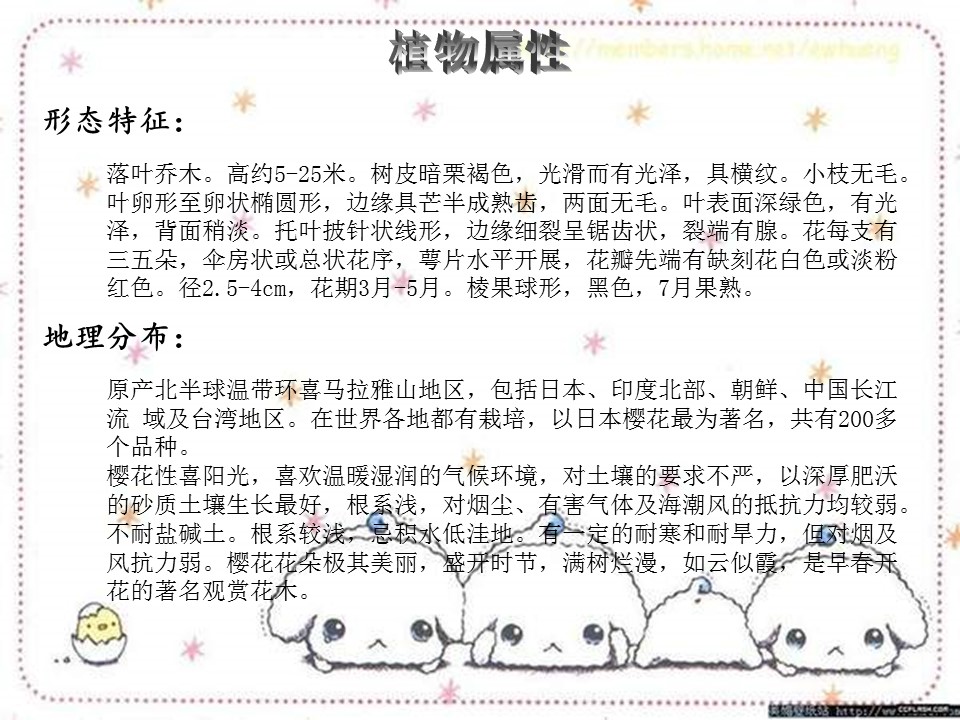 樱花花语ppt模板