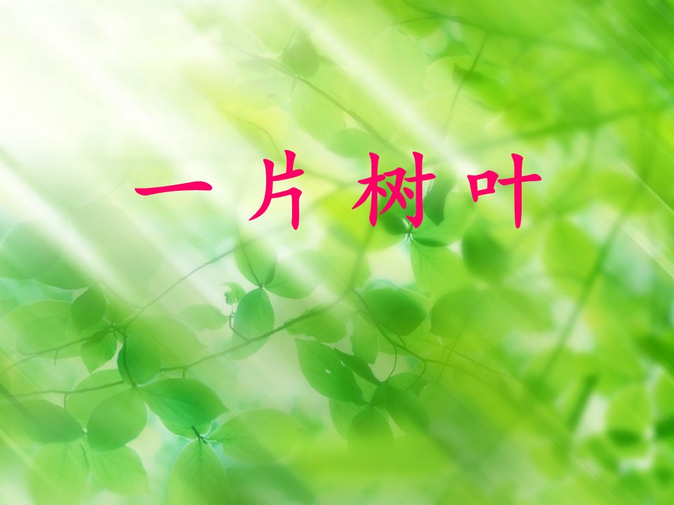 一片树叶教学课件ppt模板