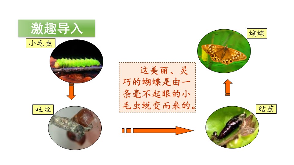 小毛虫ppt模板