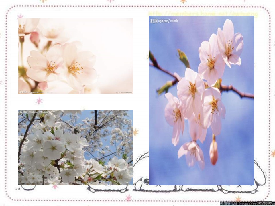樱花花语ppt模板
