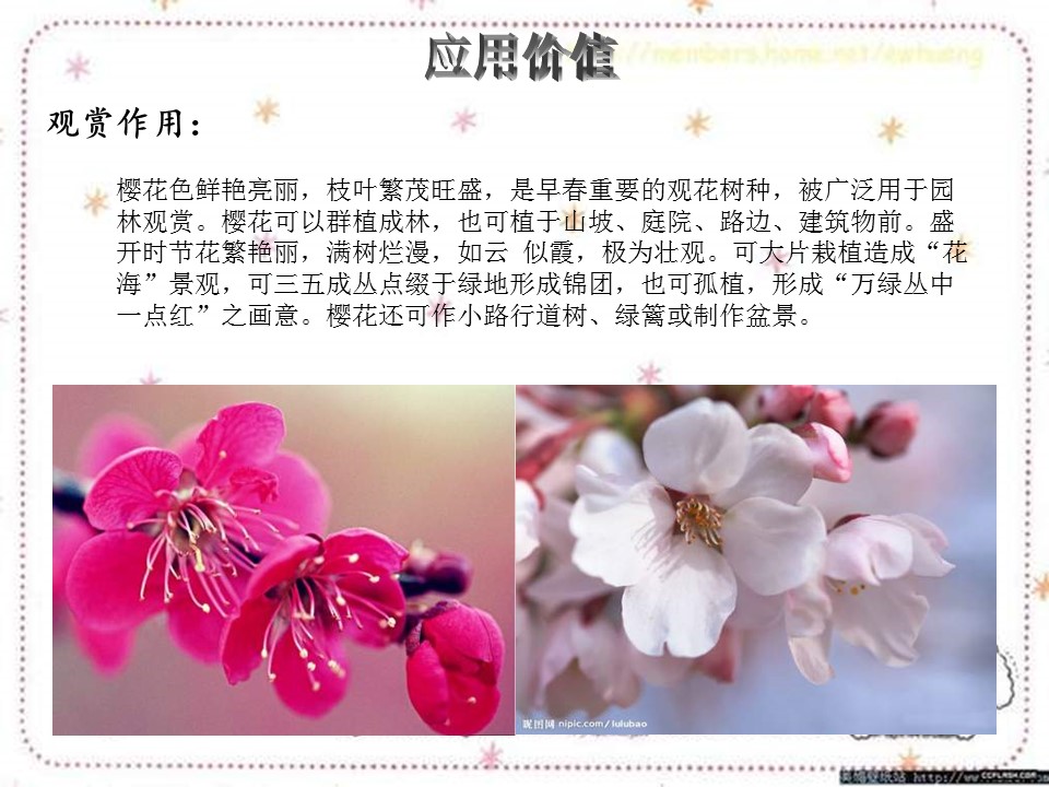 樱花花语ppt模板