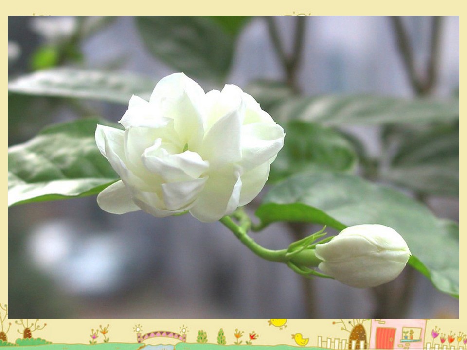 爱如茉莉课件ppt模板