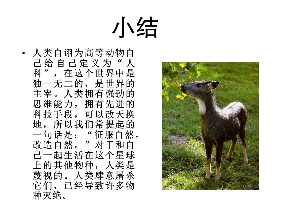 《斑羚飞渡》人教版课件ppt模板