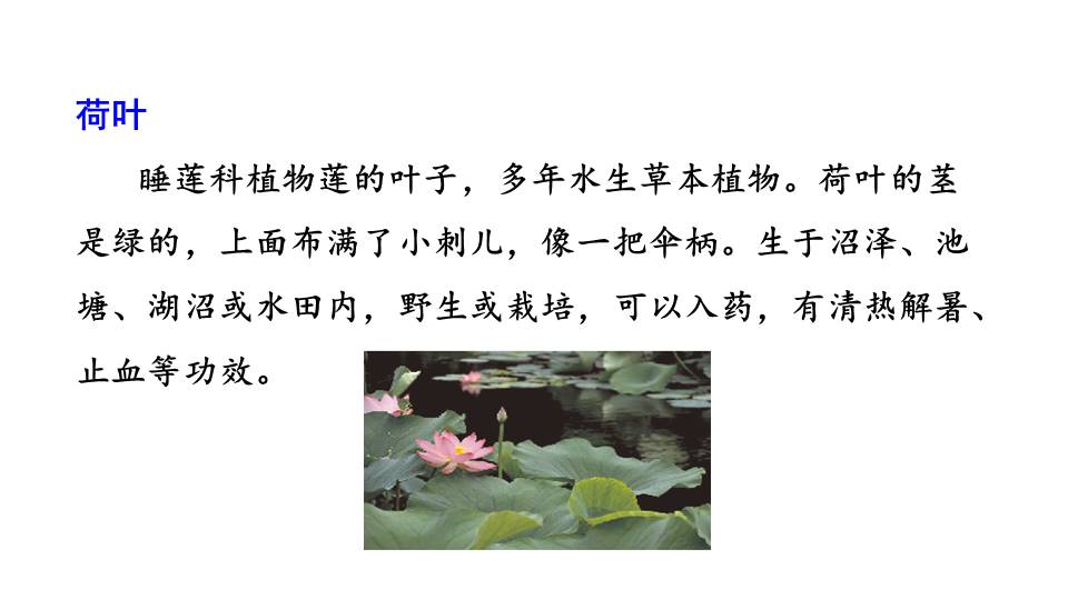 人教版荷叶圆圆ppt模板第一课时