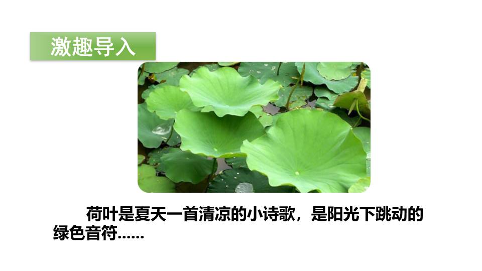 人教版荷叶圆圆ppt模板第一课时