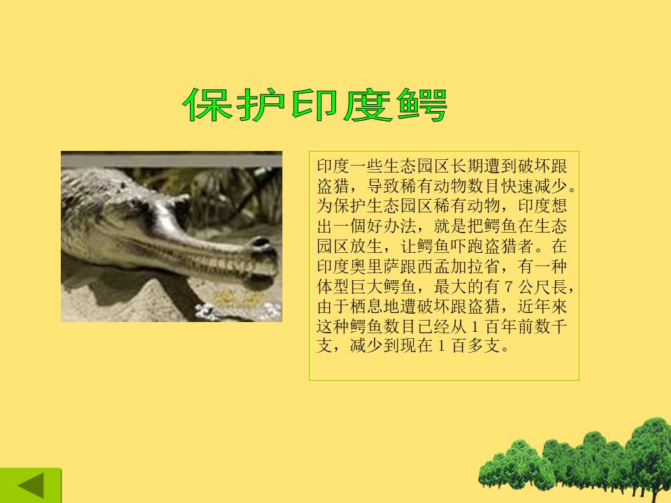 以保护珍稀野生动物为主题的ppt