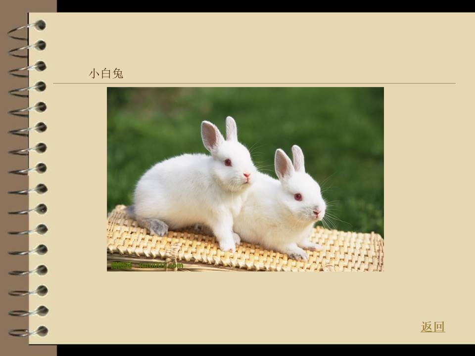 动物的家-以保护动物为主题的ppt模板