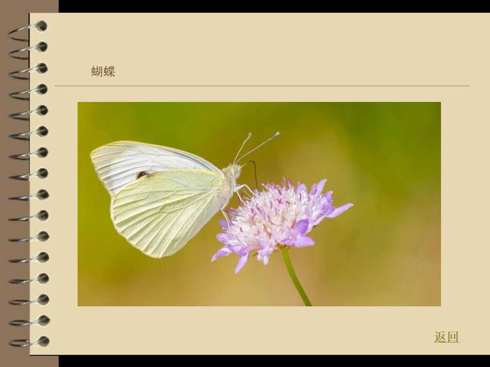 动物的家-以保护动物为主题的ppt模板