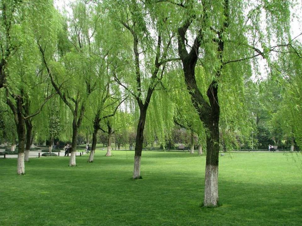 春天来了ppt模板 