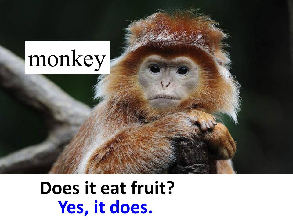 熊猫英文故事ppt模板 