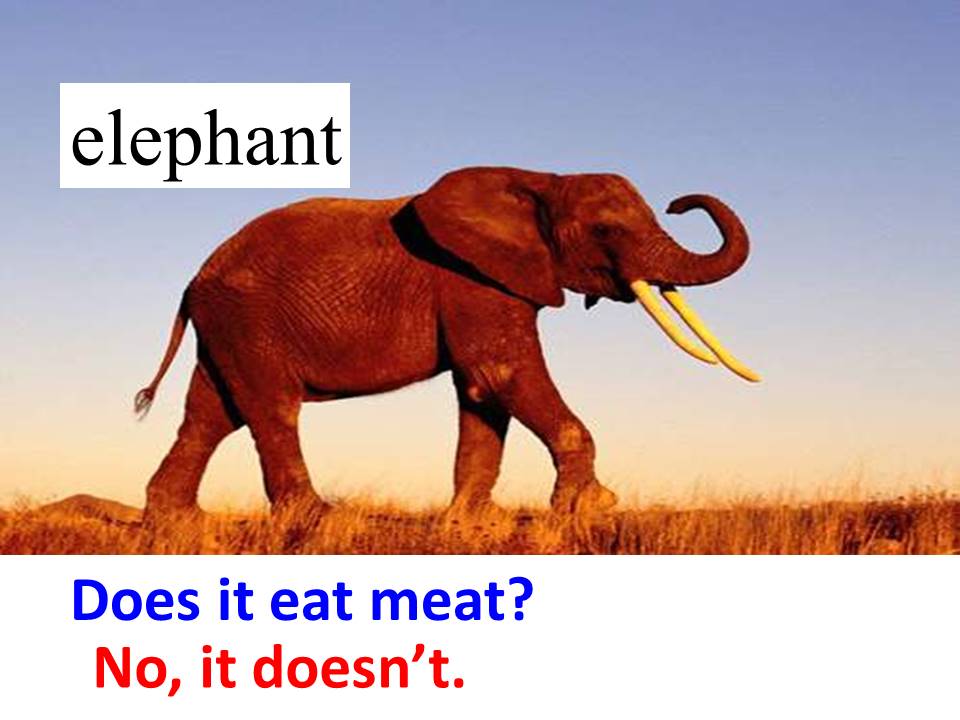 熊猫英文故事ppt模板 