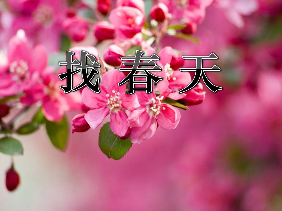 找春天ppt课件