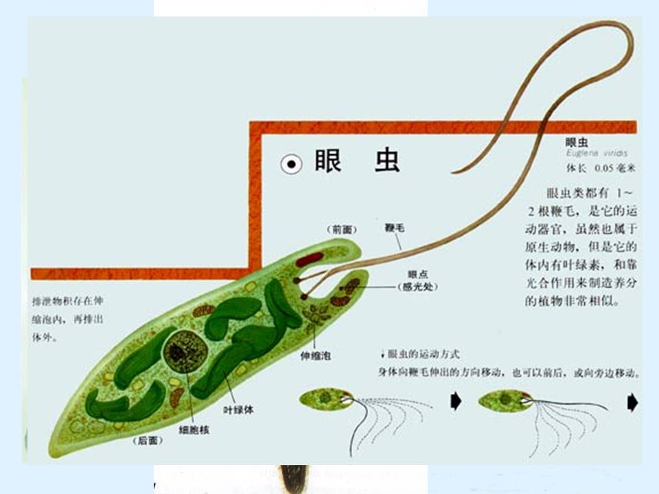 单细胞生物ppt模板
