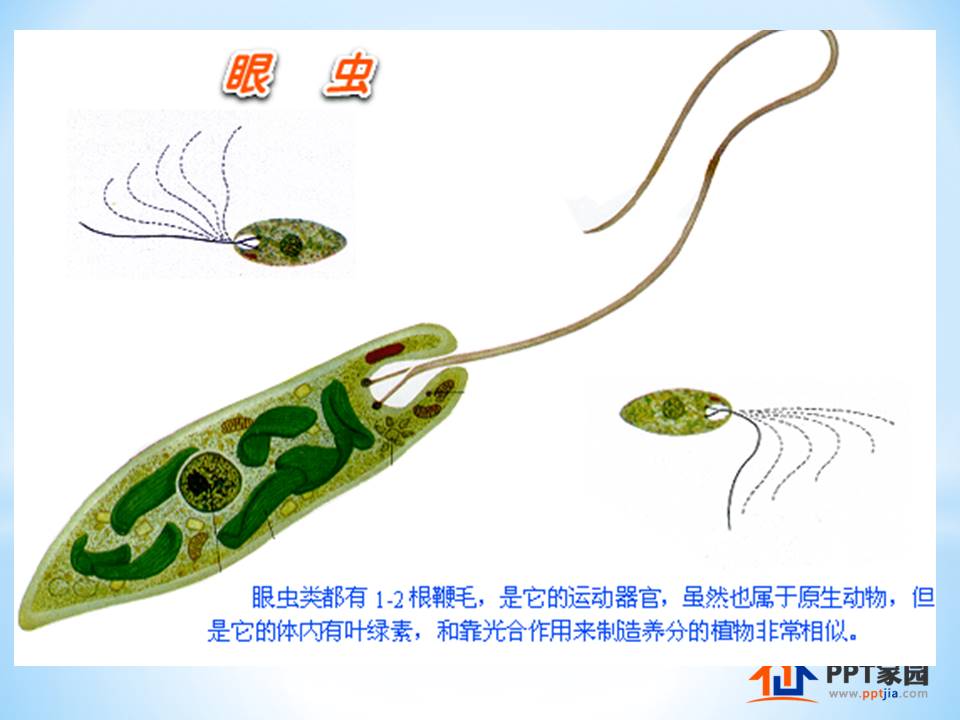 细胞生物的ppt模板 