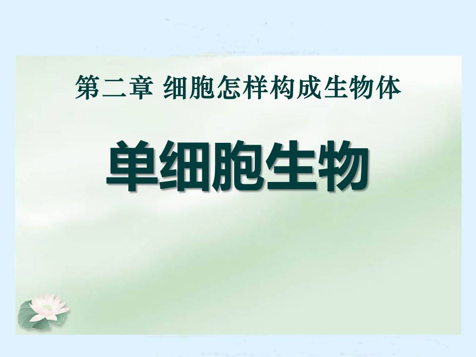 单细胞生物ppt模板