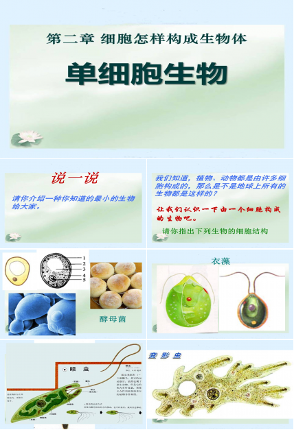 单细胞生物ppt模板
