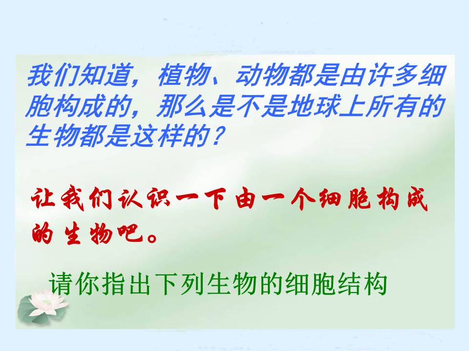 单细胞生物ppt模板