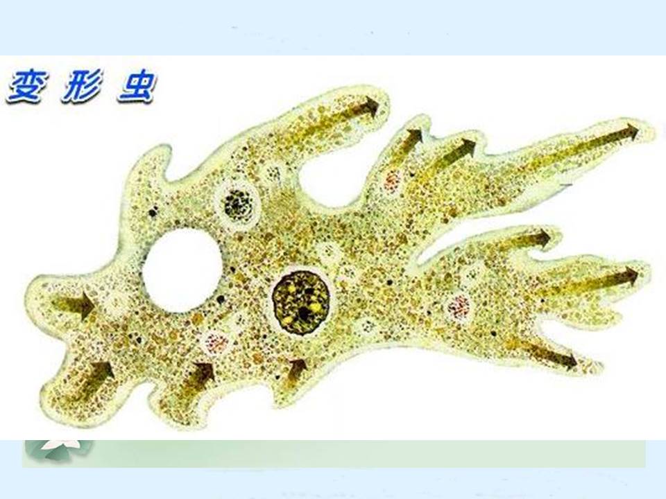 单细胞生物ppt模板