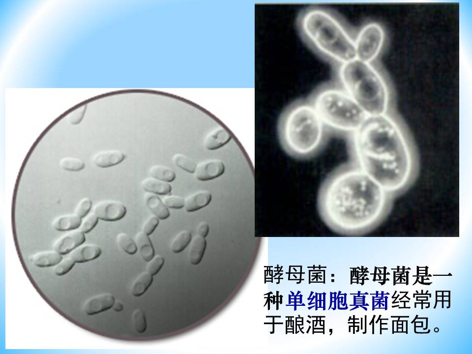 细胞生物的ppt模板 