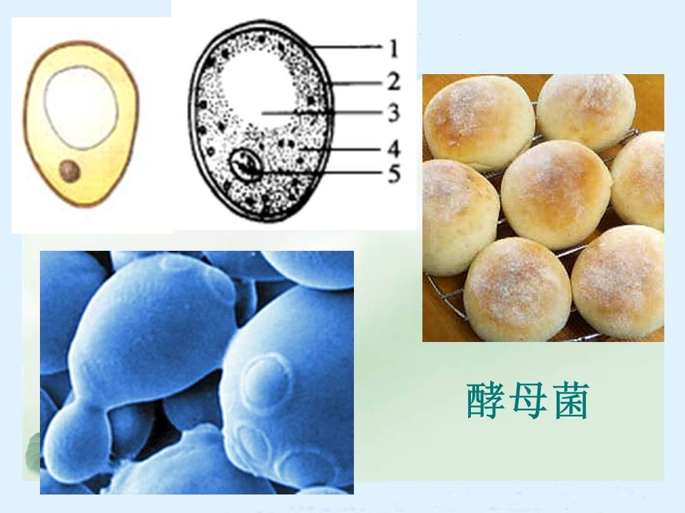 单细胞生物ppt模板