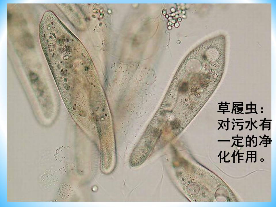 细胞生物的ppt模板 