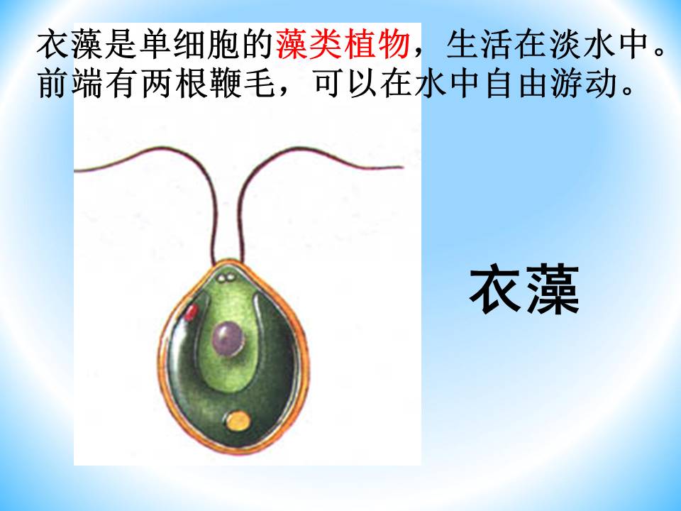 细胞生物的ppt模板 