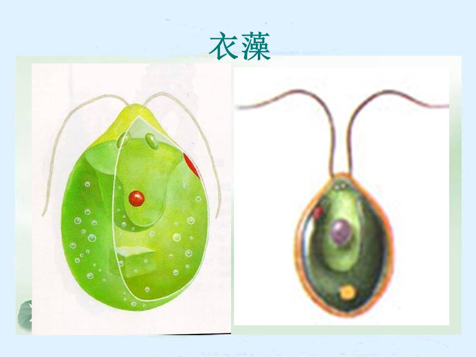 单细胞生物ppt模板