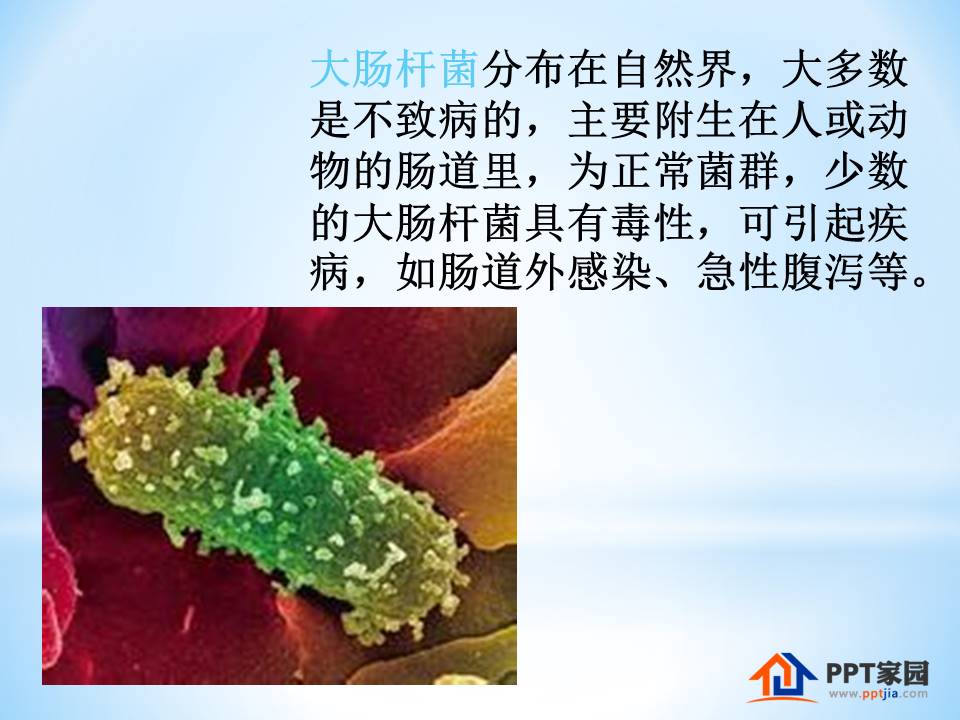 细胞生物的ppt模板 