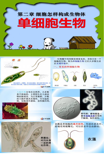 细胞生物的ppt模板 