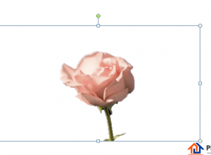 PPT怎么制作花开的动画效果