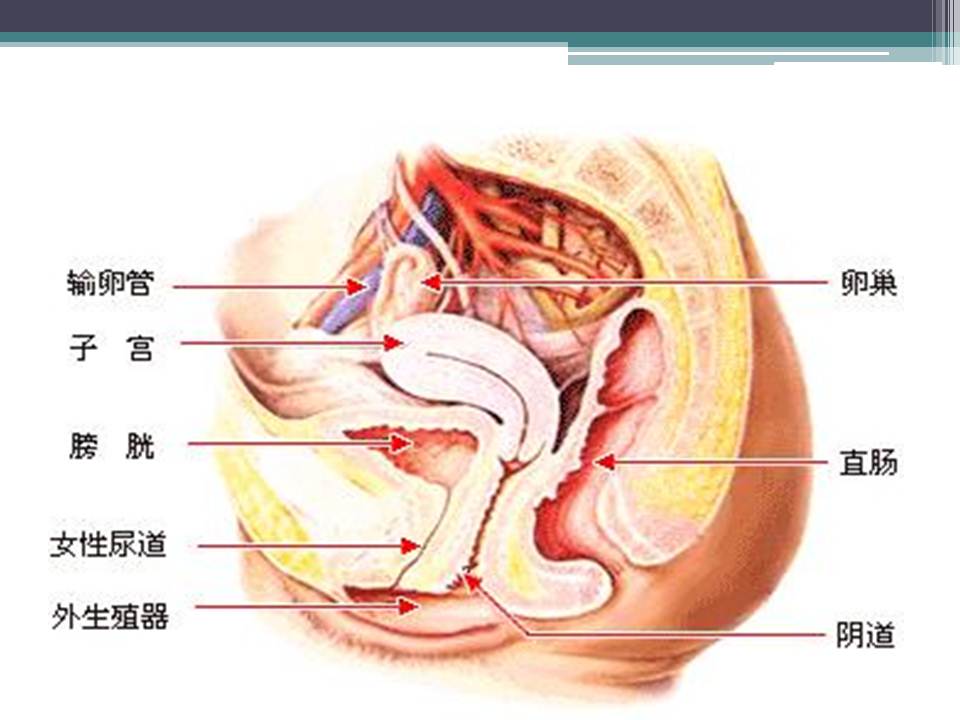 女性健康讲座ppt模板