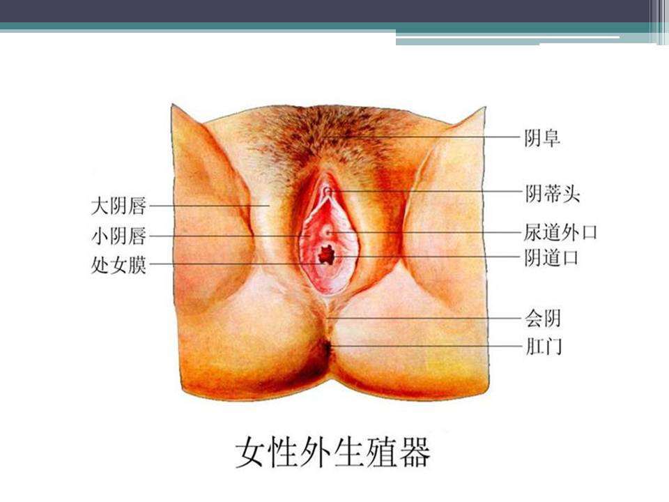 女性健康讲座ppt模板